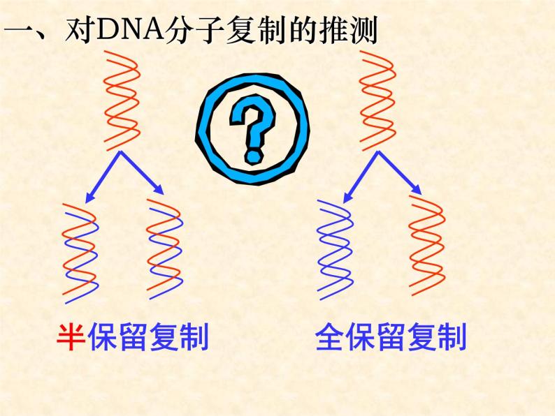 高中人教版生物必修2教学课件：3.3 DNA的复制2 Word版含答案05