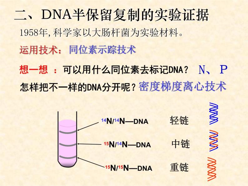 高中人教版生物必修2教学课件：3.3 DNA的复制2 Word版含答案07