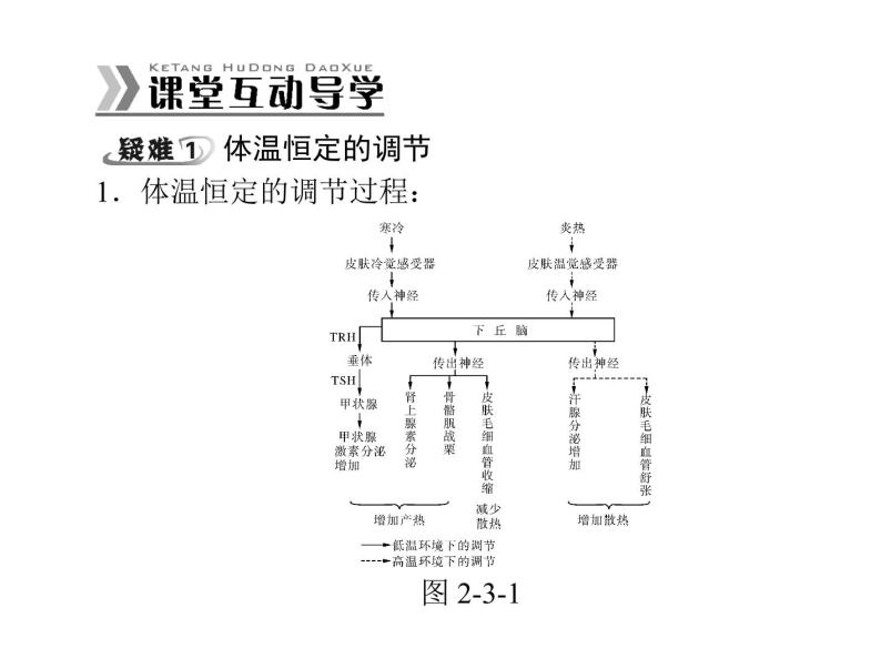 新人教版生物必修三：2.3《神经调节与体液调节的关系》ppt课件（31页）08