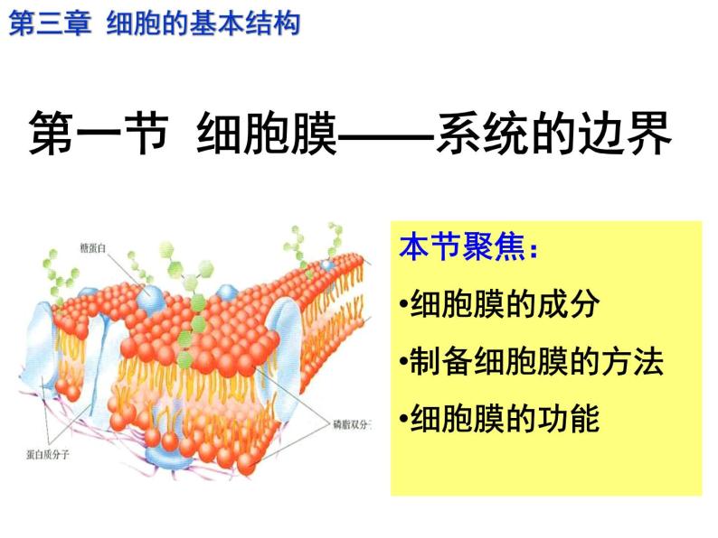 人教版高一生物必修1课件：3.1 细胞膜-系统的边界 （共42张PPT）03