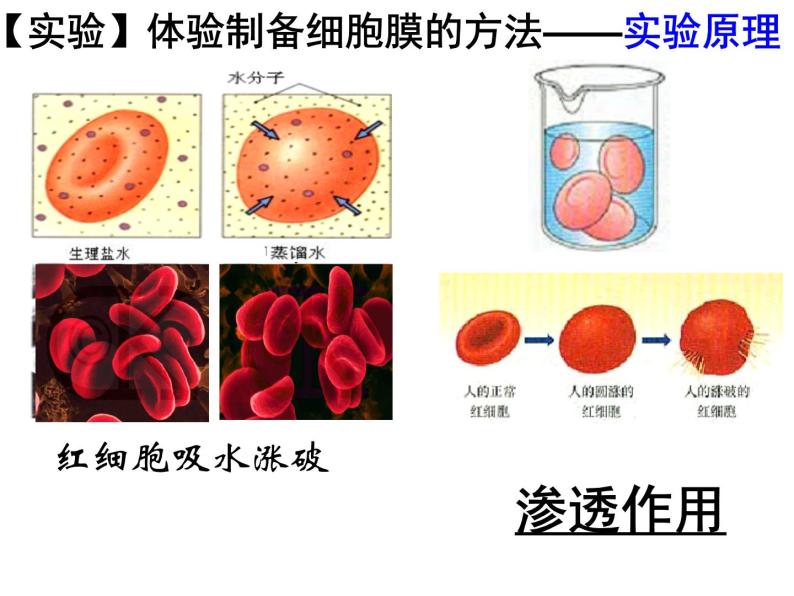 人教版高一生物必修1课件：3.1 细胞膜-系统的边界 （共42张PPT）07