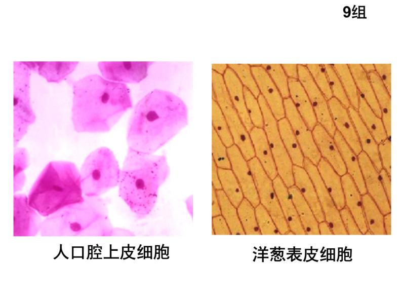 人教版高一生物必修1课件：3.3 细胞核-系统的控制中心206