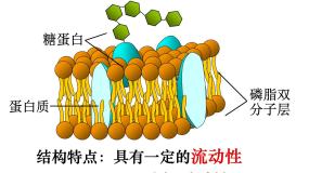 人教版 (新课标)必修1《分子与细胞》第3节 物质跨膜运输的方式备课ppt课件
