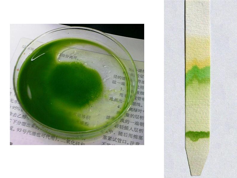 人教版高一生物必修1课件:5.4.3光合作用原理应用01