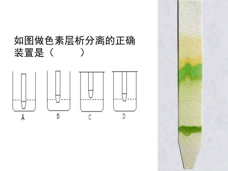 人教版高一生物必修1课件：5.4.3光合作用原理应用03