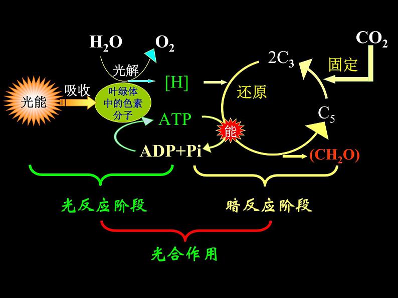 人教版高一生物必修1课件:5.4.3光合作用原理应用04