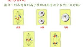 高中第1节 细胞的增殖说课课件ppt