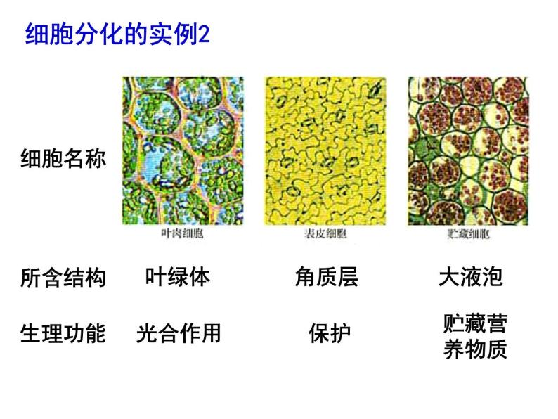 人教版高一生物必修1课件：6.2 细胞的分化 107