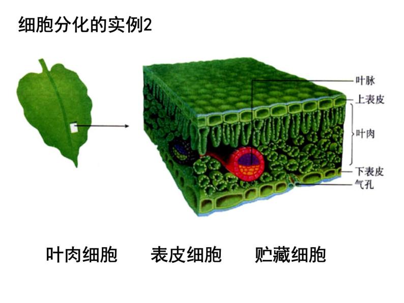 人教版高一生物必修1课件：6.2 细胞的分化 108