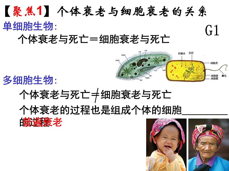 人教版高一生物必修1课件:6.3 细胞的衰老和凋亡 (共25张PPT)04