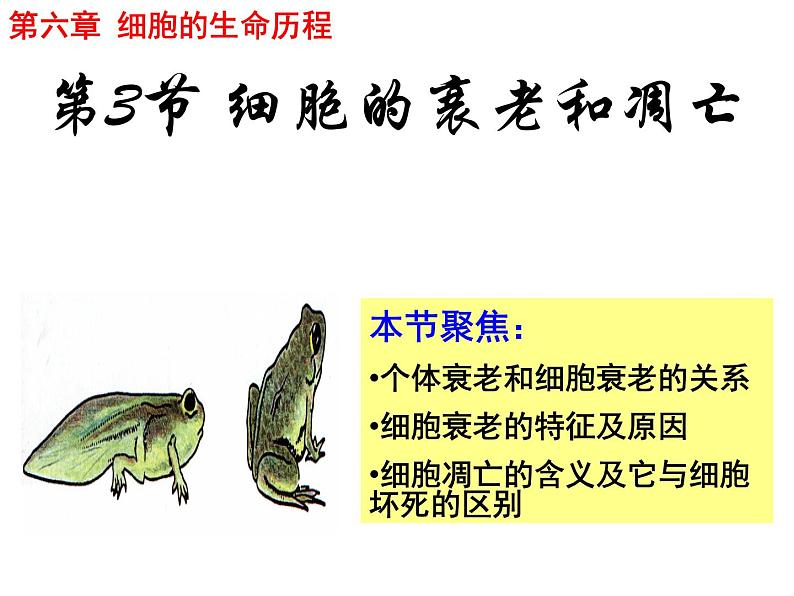 人教版高一生物必修1课件:6.3 细胞的衰老和凋亡 (共25张PPT)06