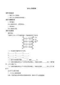 人教版 (2019)必修2《遗传与进化》第3节 DNA的复制优秀导学案