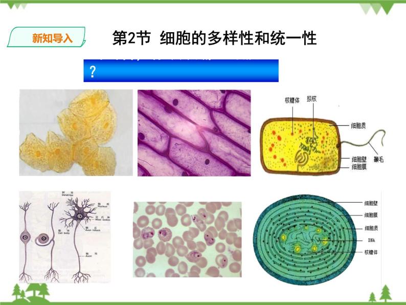 人教版生物必修一1.2《细胞的多样性与统一性》第2课时PPT课件+ 教学设计 +同步练习02