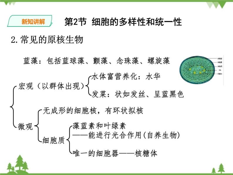 人教版生物必修一1.2《细胞的多样性与统一性》第2课时PPT课件+ 教学设计 +同步练习08