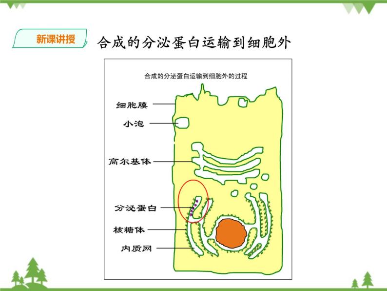 人教版生物必修一3.2《细胞器-系统内的分工合作》第二课时PPT课件+教学设计+同步练习06