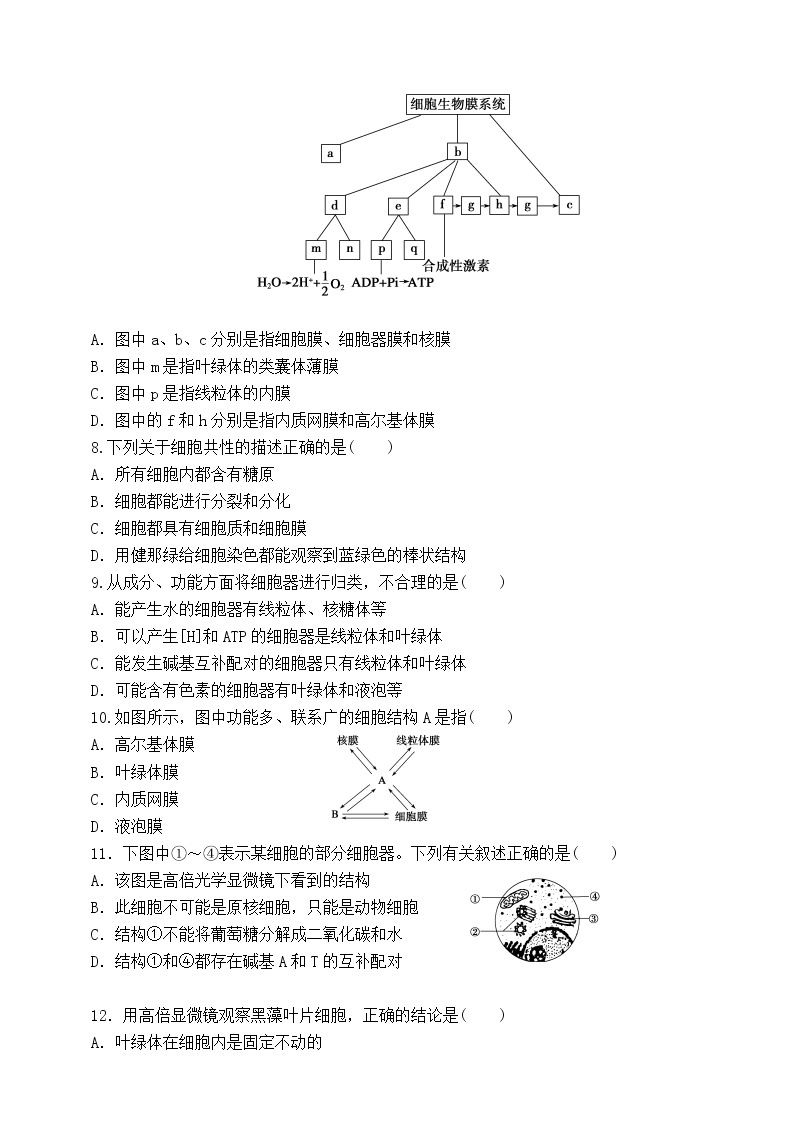 人教版生物必修一3.2《细胞器-系统内的分工合作》第二课时PPT课件+教学设计+同步练习02