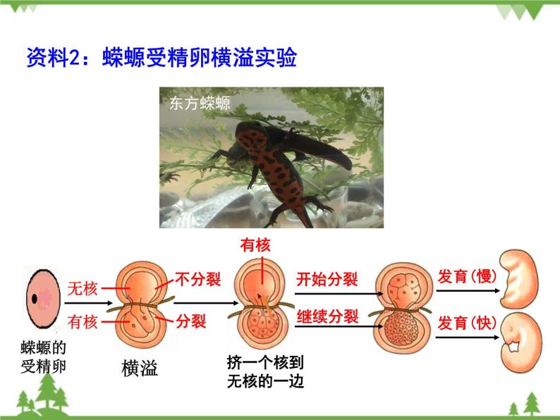 人教版生物必修一3.3《细胞核-系统控制中心》PPT课件+教学设计+同步练习07