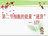 必修1 第5章 第2节细胞的能量“通货”——ATP 课件