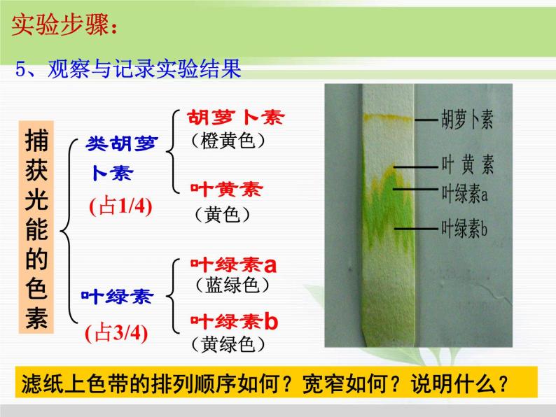 必修1 第5章 第4节能量之源——光与光合作用 课件08