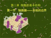 3.1 细胞膜——系统的边界 课件