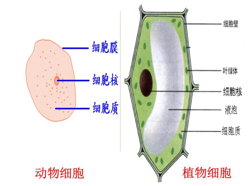 3.1 细胞膜——系统的边界 课件02