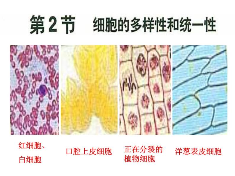 1.2细胞的多样性和统一性- 课件01