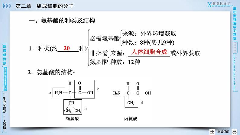 高中生物人教版必修1课件:第2章 第2节生命活动的主要承担者——蛋白质06