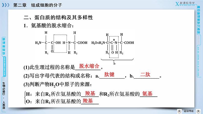 高中生物人教版必修1课件:第2章 第2节生命活动的主要承担者——蛋白质08