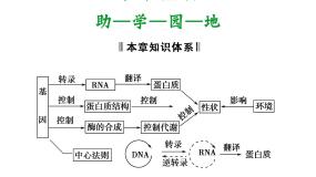 高效课堂同步课件：章末整合4《基因的表达》（必修2）