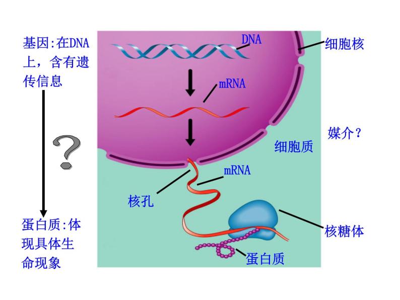 高中生物同步课件：第4章 第1节  基因指导蛋白质的合成（人教版必修2）04
