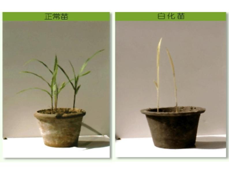 【人教版】高中生物必修二《 5.1 基因突变和基因重组》课件06