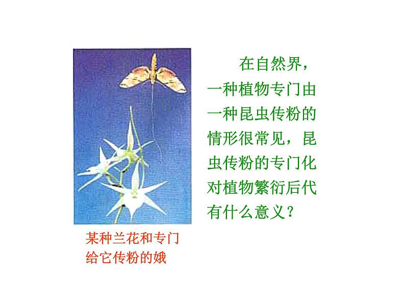 【人教版】高中生物必修二《 7.2.3 共同进化与生物多样性的形成》课件03