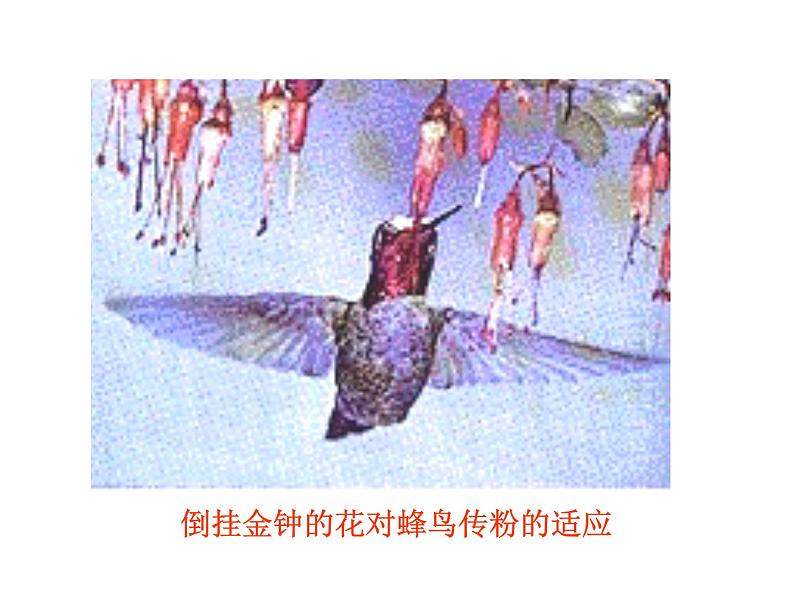 【人教版】高中生物必修二《 7.2.3 共同进化与生物多样性的形成》课件04