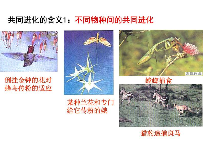 【人教版】高中生物必修二《 7.2.3 共同进化与生物多样性的形成》课件07