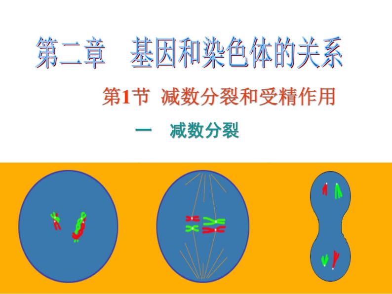 【人教版】高中生物必修二《 2.1.1 减数分裂》课件01