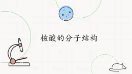 北师大版高中生物必修第二册：核酸的分子结构 课件PPT+教案+学案