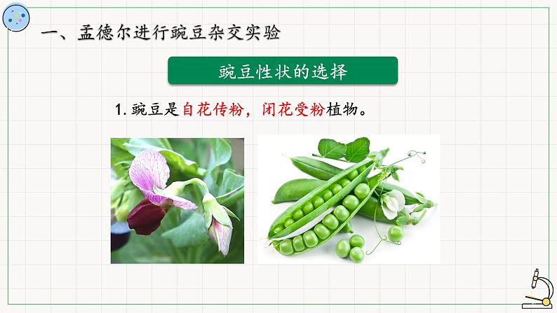北师大版高中生物必修第二册:孟德尔对基因分离规律的探索 课件PPT+教案+学案06