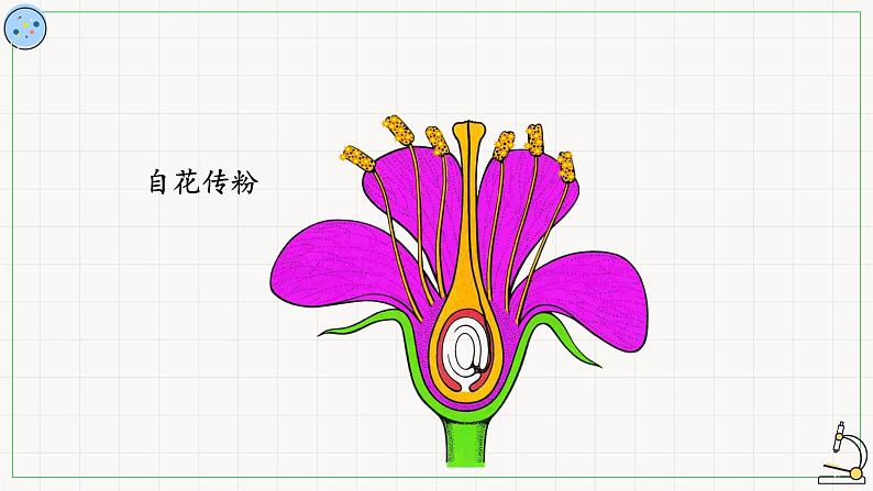 北师大版高中生物必修第二册:孟德尔对基因分离规律的探索 课件PPT+教案+学案07