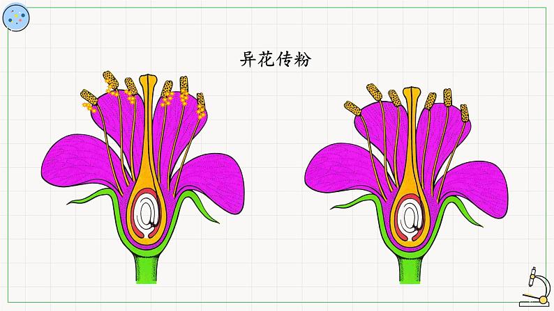 北师大版高中生物必修第二册:孟德尔对基因分离规律的探索 课件PPT+教案+学案08