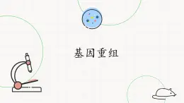 北师大版高中生物必修第二册：基因重组 课件PPT+教案+学案