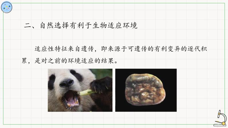 北师大版高中生物必修第二册：适应是自然选择的结果 课件PPT+教案+学案06