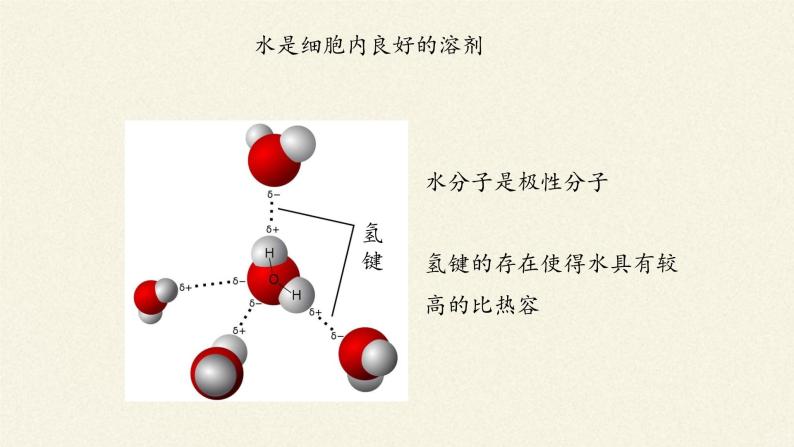 2.2细胞中的无机物课件+教案+学案（3份打包）07