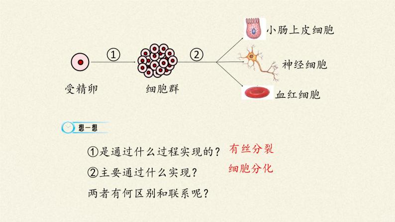 细胞的分化 课件07