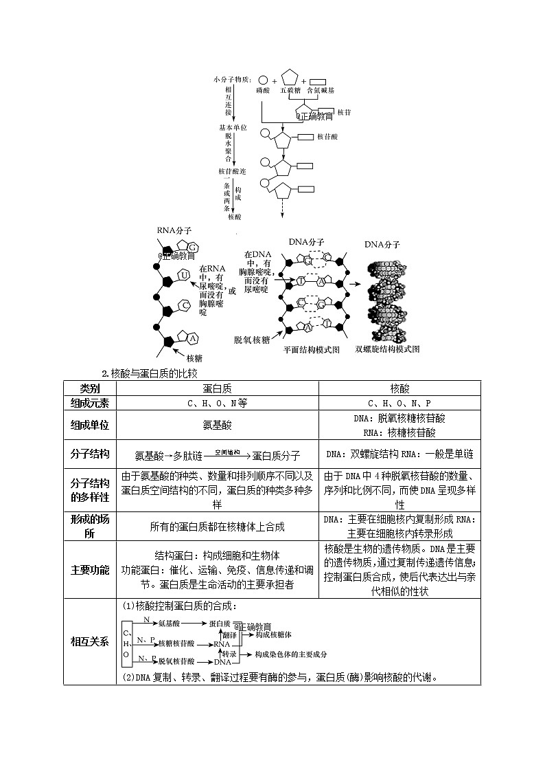高考生物一轮总复习学案:第1单元 细胞的分子组成 第3讲 细胞中的核酸、糖类和脂质03
