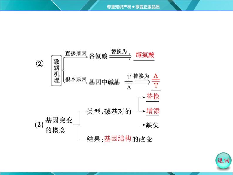 人教版必修2课件 第5章 第1节 基因突变和基因重组04