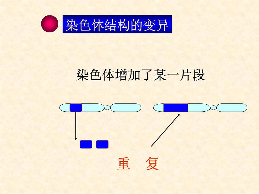 高中人教版生物必修2教學(xué)課件：5.2 染色體變異2 word版含答案第6頁(yè)