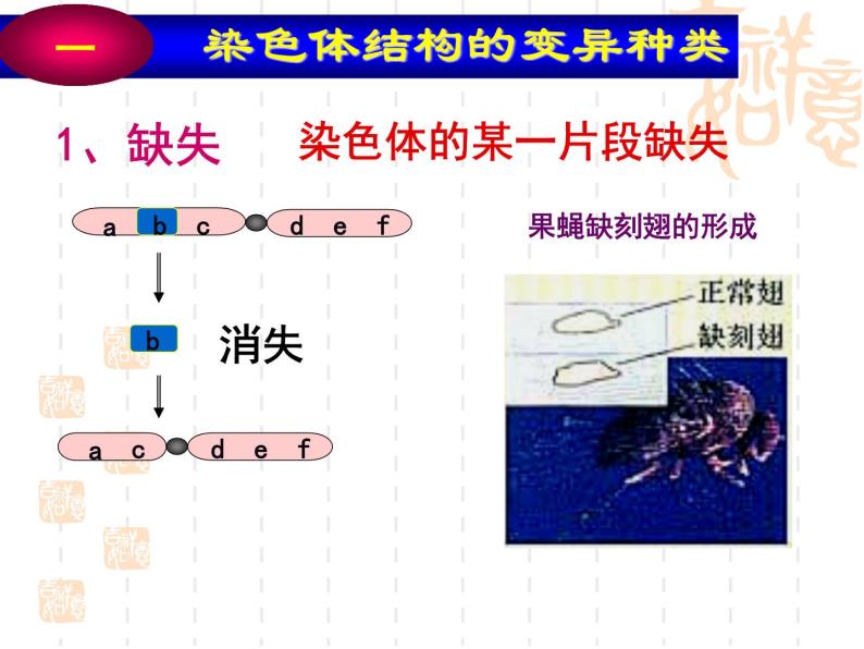 高中人教版生物必修2教学课件：5.2 染色体变异1 word版含答案04