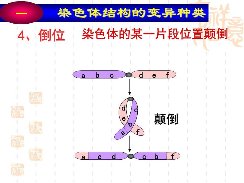 高中人教版生物必修2教学课件:5.2 染色体变异1 word版含答案08