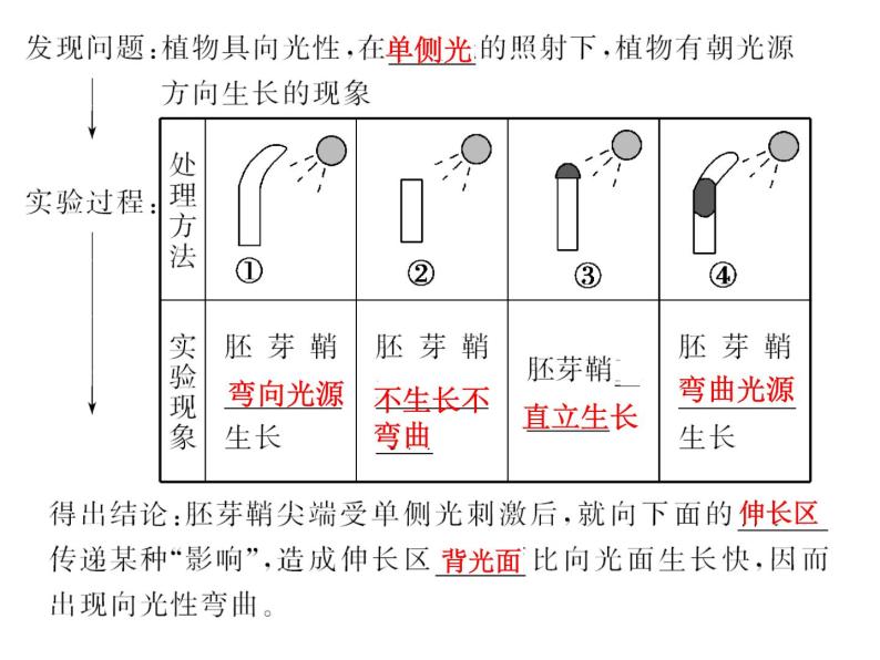 高效课堂同步课件：3-1植物生长素的发现（必修3）04