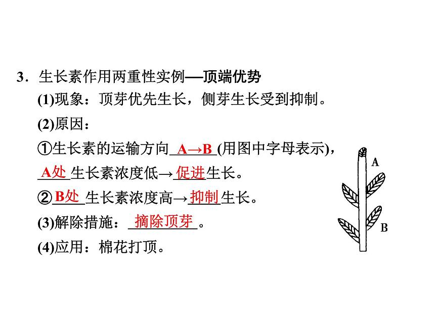 高效課堂同步課件：3-2生長素的生理作用（必修3）第4頁